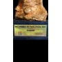 TROFÉU MELHORES DO PAULISTÃO 2006 – ATACANTE – THIAGO RIBEIRO